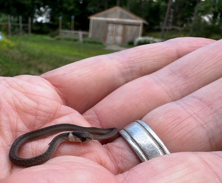 DeKay's Brown Snake